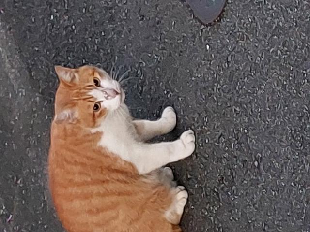 迷子猫の写真1