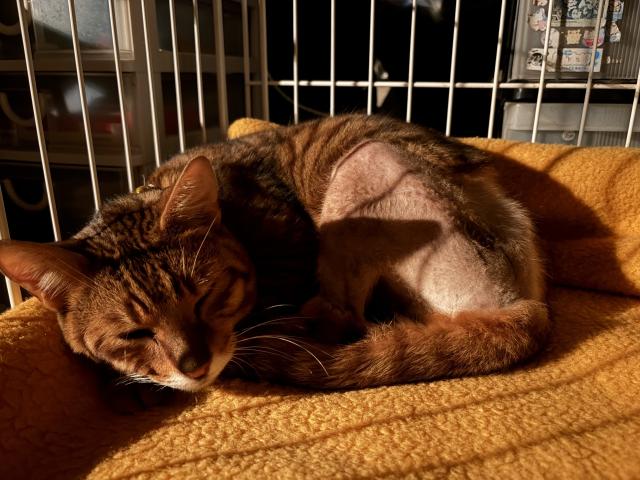 保護猫No.0410の写真