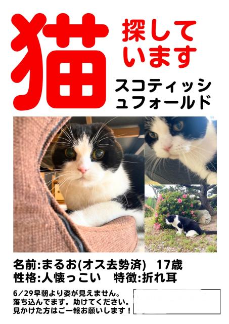 迷子猫No.1953の写真