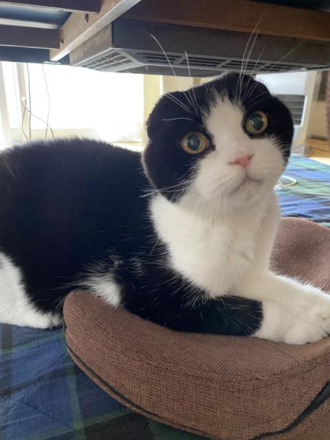 迷子猫の写真2