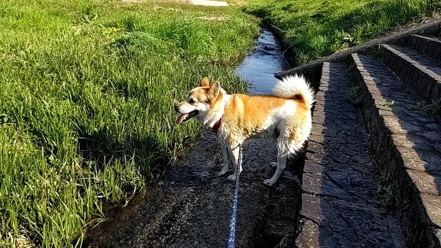 迷子犬No.2093の写真