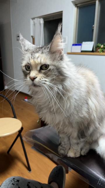 迷子猫の写真1