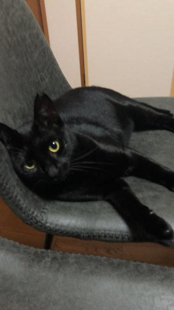 迷子猫の写真1