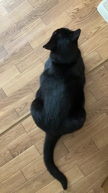 迷子猫の写真2