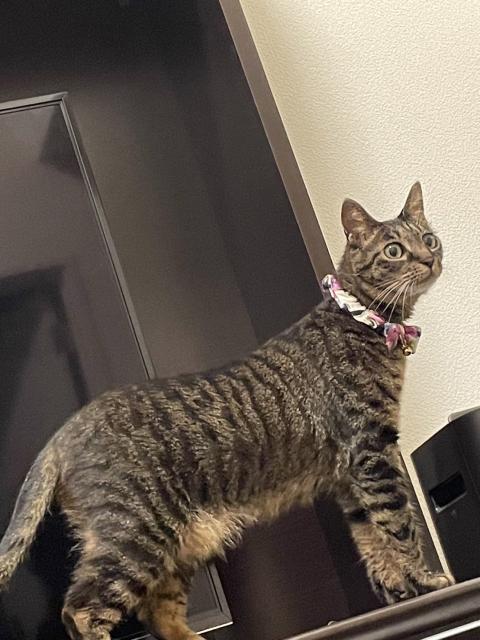 迷子猫の写真1