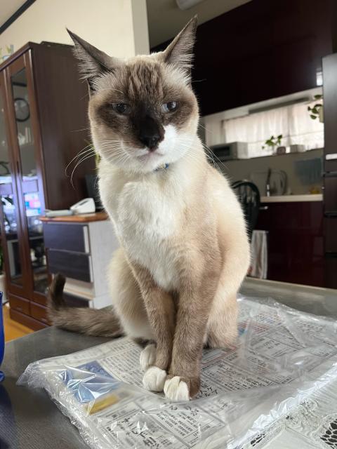 迷子猫の写真2