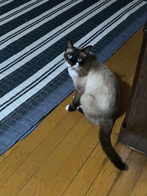 迷子猫の写真3