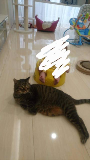 迷子猫No.1884の写真