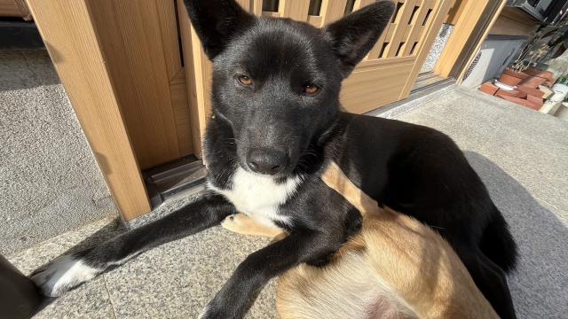 迷子犬の写真1