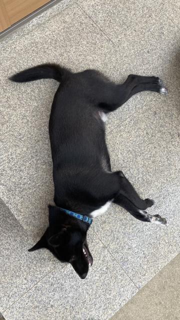 迷子犬の写真2