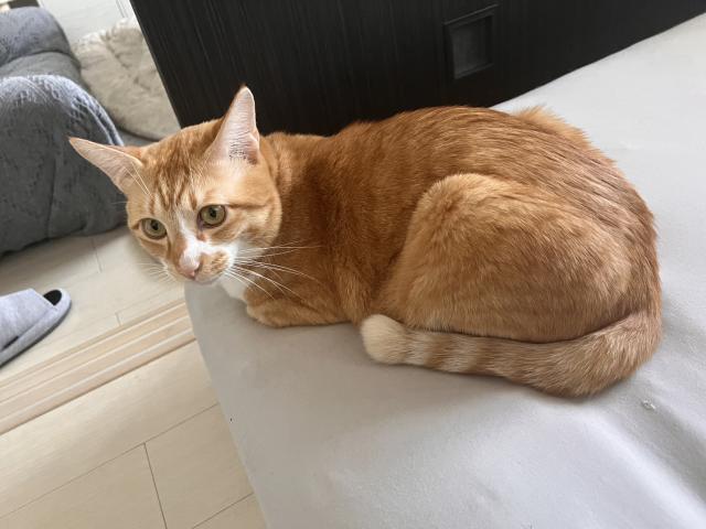 迷子猫No.0878の写真