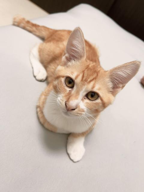 迷子猫の写真2