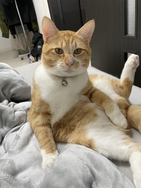 迷子猫の写真3