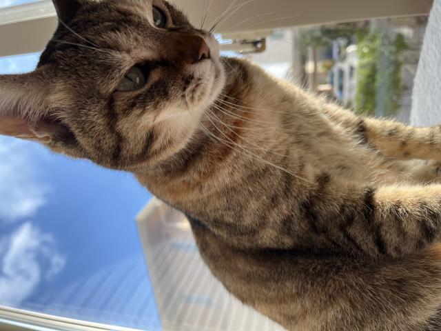 迷子猫No.1797の写真