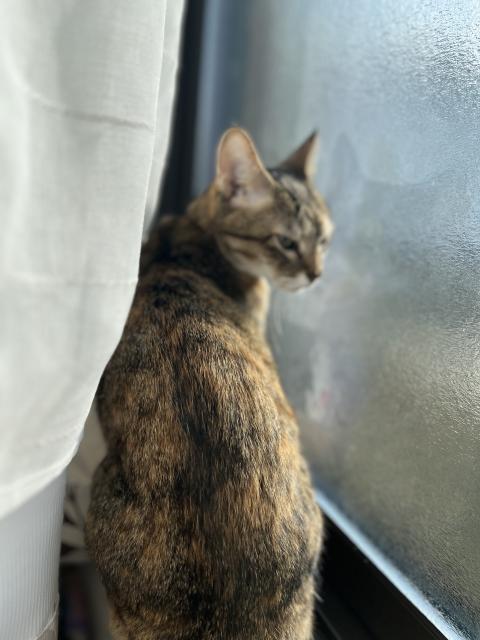 迷子猫の写真2
