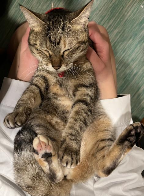 迷子猫の写真3