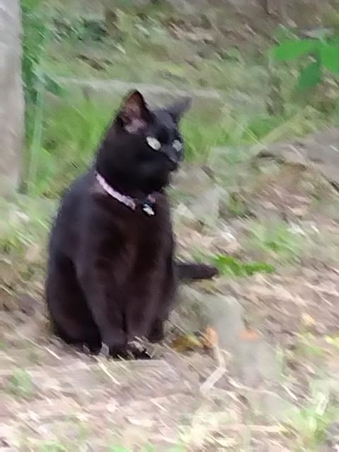 保護猫No.0348の写真