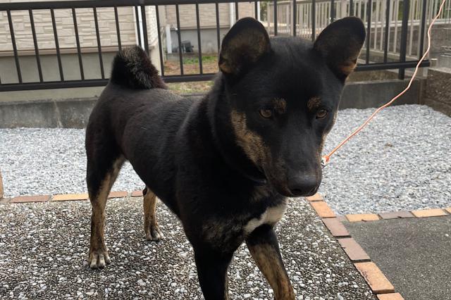 保護犬No.0389の写真