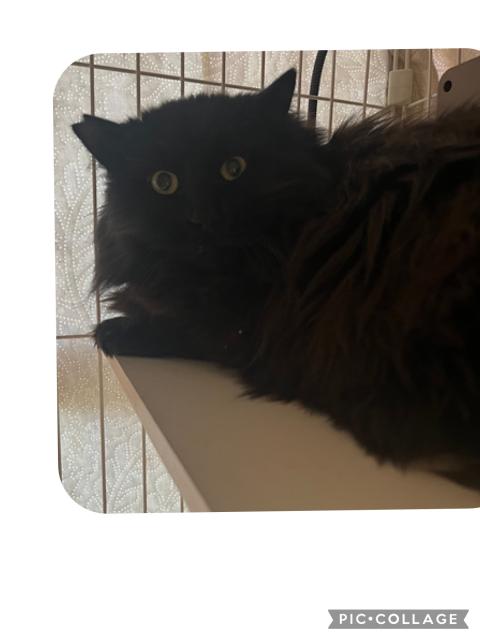 迷子猫の写真1