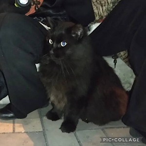 迷子猫の写真2