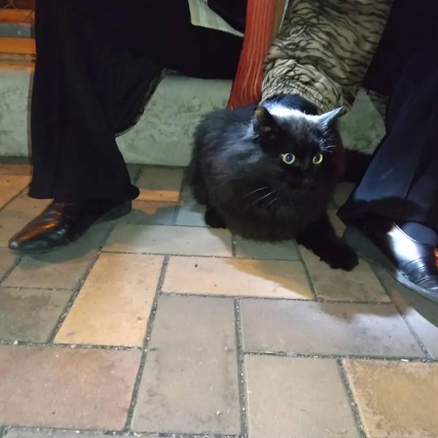 迷子猫の写真3