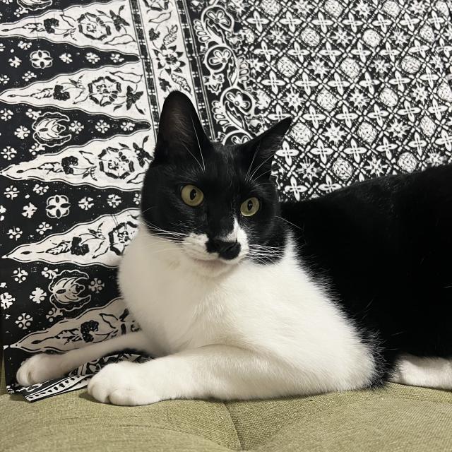 迷子猫No.2046の写真