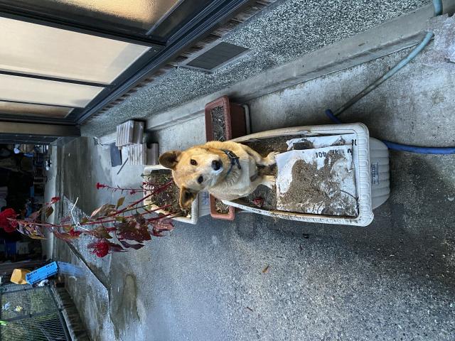 迷子犬No.1033の写真