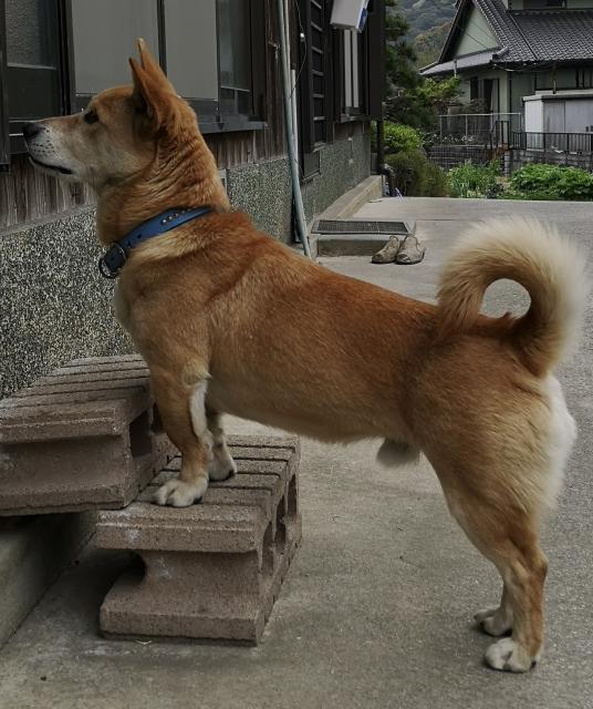 迷子犬の写真2