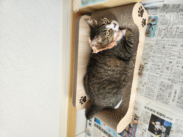 迷子猫の写真1
