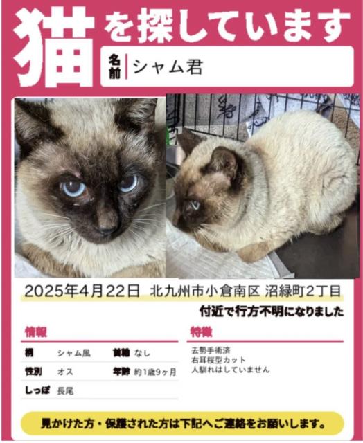 迷子猫No.1800の写真