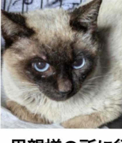 迷子猫の写真2