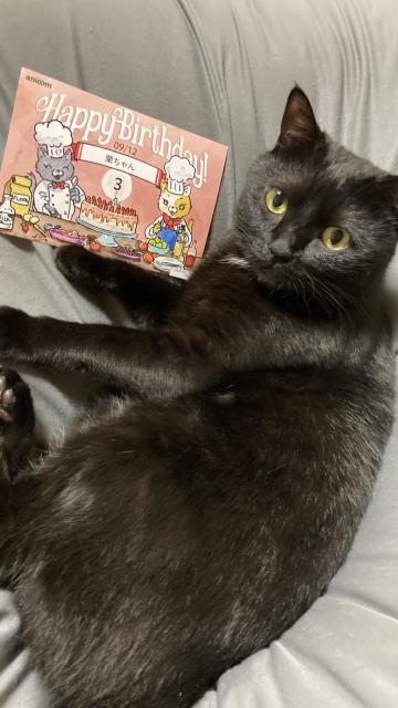 迷子猫の写真3