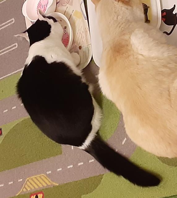 迷子猫の写真2