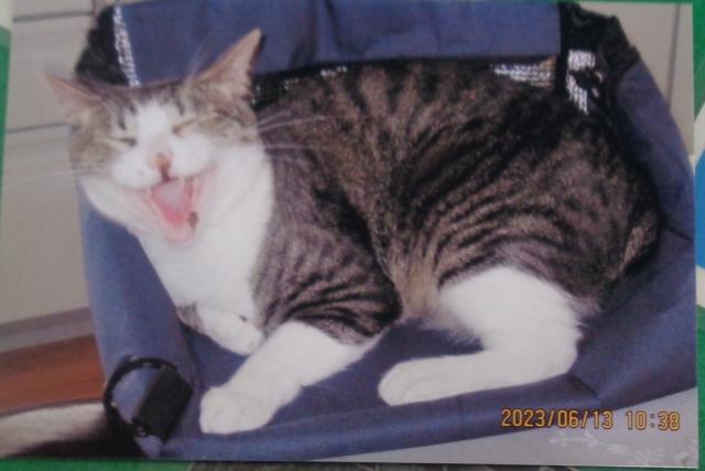 個人間譲渡猫No.0174の写真