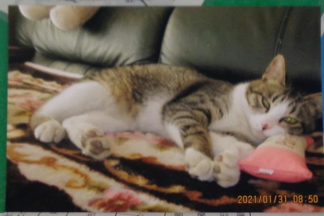 個人間譲渡猫の写真2