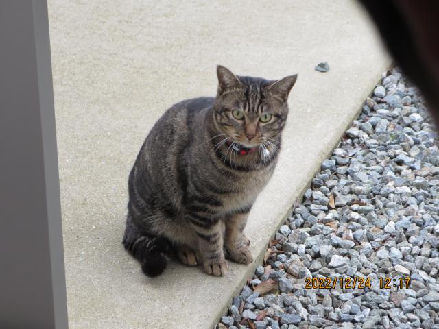 保護猫の写真1