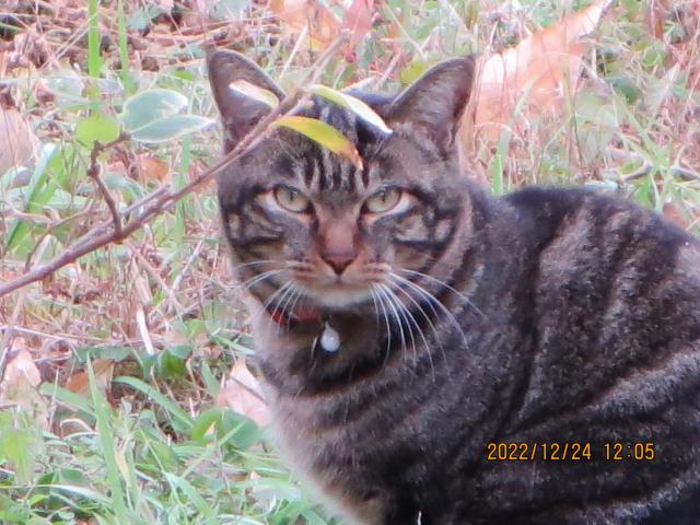保護猫の写真2