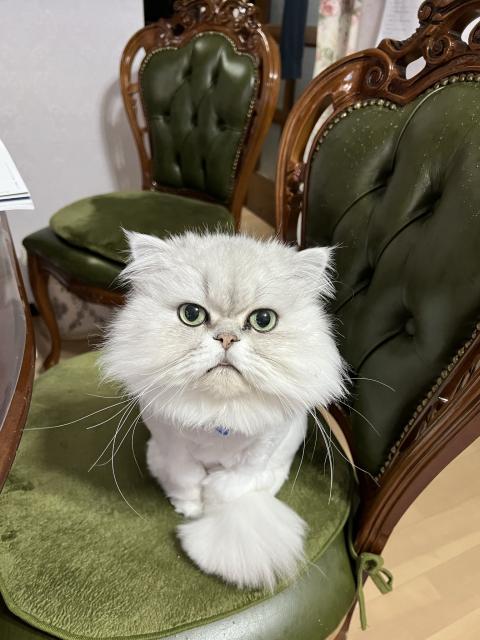 迷子猫の写真1