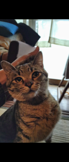 迷子猫No.2090の写真