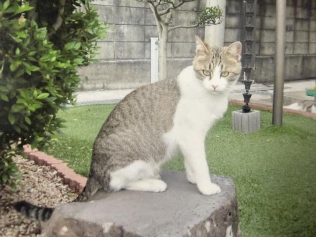 迷子猫No.2069の写真