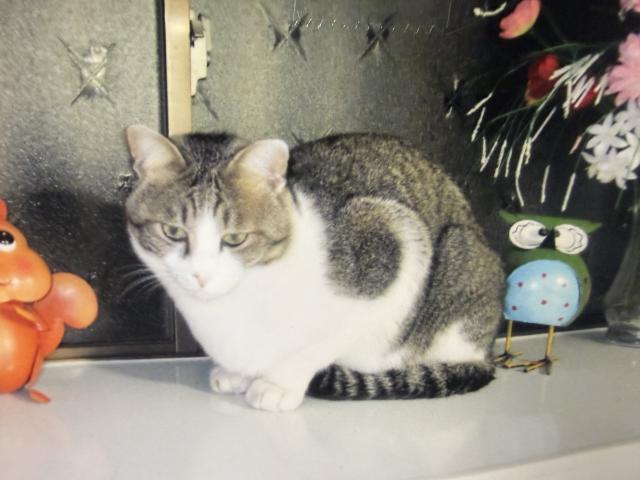 迷子猫の写真2
