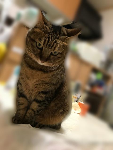 迷子猫の写真1