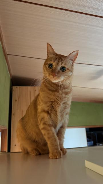 迷子猫No.2017の写真