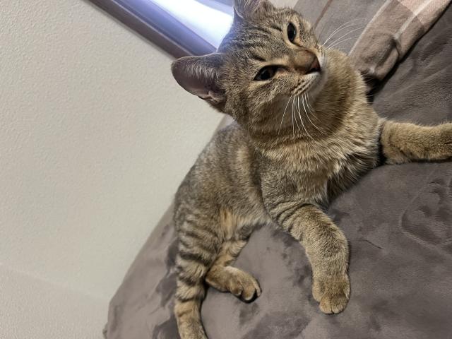 保護猫No.0409の写真