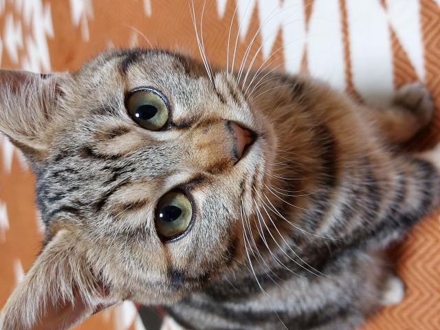 迷子猫No.0943の写真