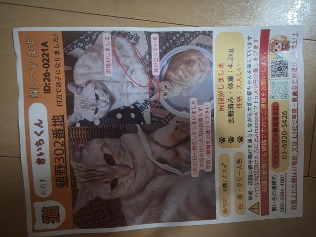 迷子猫No.2102の写真