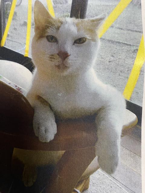 迷子猫の写真1