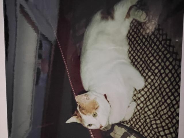 迷子猫の写真2