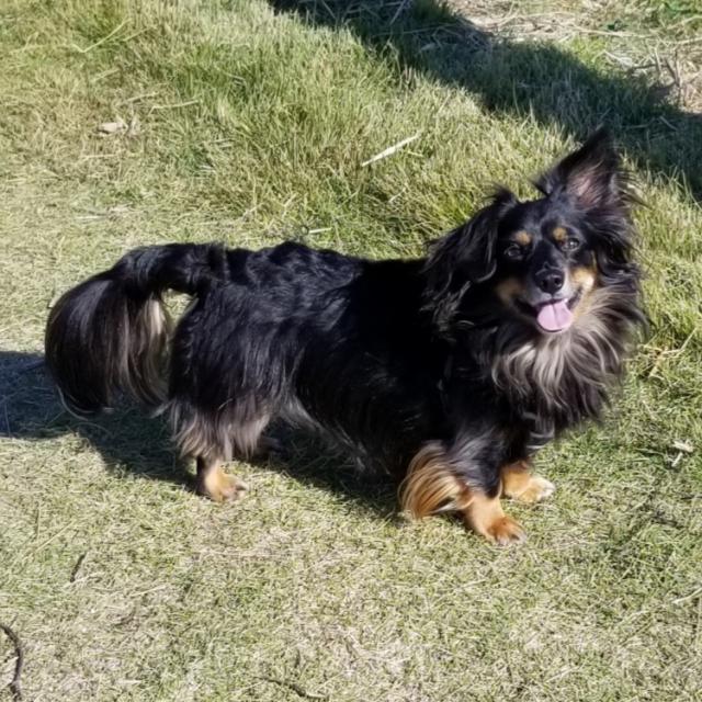 迷子犬の写真1