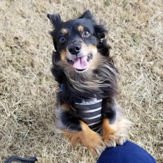 迷子犬の写真2